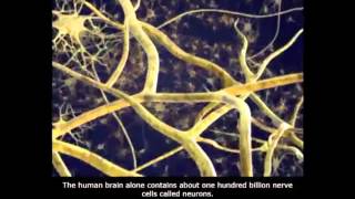 Nervous System and Action Potential Part 1  Lecture 9a [upl. by Simon]