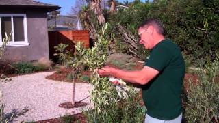 Olive Trees for a Hedge [upl. by Marie-Jeanne]