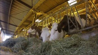 GOPRO La vie des vaches en hiver [upl. by Bianca246]