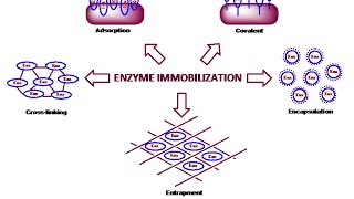 Enzyme immobilization physical method [upl. by Ilac]