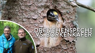 Natura 2000 vs Borkenkäfermanagement  Wildnis schafft Wissen  Spezial  Podcast [upl. by Annawik]