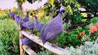 Guineafowl endemic to Africa a harmonious combination from the universe to the natural world [upl. by Cooperman]