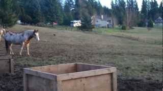 Horse Slow Feeder [upl. by Shanney]