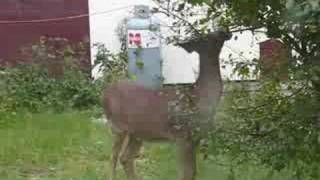 Ontario Whitetail Deer  Rainy River Spike Buck Harris Hill Resort [upl. by Cirenoj]