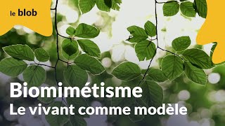 Biomimétisme le vivant comme modèle  Nature  futur [upl. by Troxell]