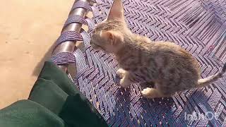 Billi ke bacche ki masti video [upl. by Damita]