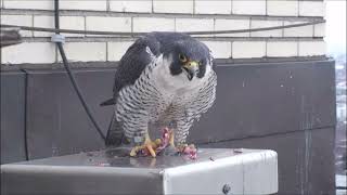 Faucons pèlerins  Peregrine Falcons  Université de Montréal 2 16022023 [upl. by Monda]