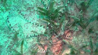 Mimic Octopus lat thaumoctopus mimicus [upl. by Lamahj178]