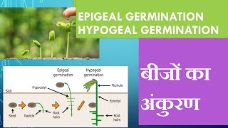 seed germination types in hindi  epigeal or hypogeal germination [upl. by Sordnaxela]