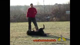 Trick Dog Schutzdienst Turnierhundesport mit Altdeutschem Hütehund [upl. by Vida82]