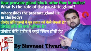 Urine blockage due to the prostate gland Function of Prostate gland Symptoms of BPH [upl. by Neville]