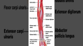 Anatomy Extensor Carpi Radialis Longus ECRL shorts [upl. by Aicetel972]