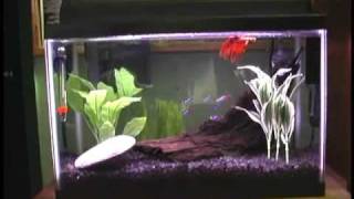 5 Gallon Betta Neon Community Fish Tank [upl. by Ashbey]