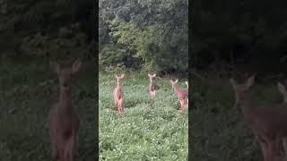 Family of Deer Watching 💕 cute animals [upl. by Ajroj]