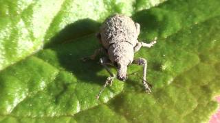 Broadnosed Weevil Curculionidae on Leaf [upl. by Clemens870]