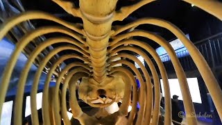 15m Pottwalskelett Pottwal Physeter macrocephalus sperm whale skeletton im Waloseum Norddeich [upl. by Renat]