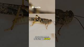 Fascinating facts about grasshopper [upl. by Eissat]