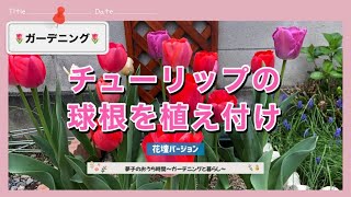 【素人ガーデニング】チューリップの球根を植え付け 花壇 ミックス球根 TULIP DIY初心者 庭仕事 ガーデニング 50代 ガーデニング編 total No347 [upl. by Atiruam]