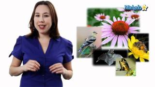 Learn Biology Angiosperms and Pollinators [upl. by Twyla]