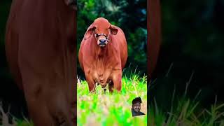 Mera maula Haider cow haiderhaiderrecords farmer animals bull [upl. by Adnahcir]