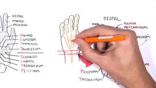 Clinical Anatomy  Hand Wrist palmar aspectflexors [upl. by Dlorrej]