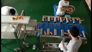 Belt scale for fruit weighting and boxfilling machine [upl. by Selec]