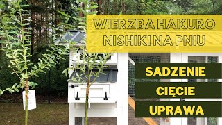 VLOGRÓD 25 Wierzba Hakuro Nishiki na pniu  sadzenie cięcie uprawa [upl. by Musser]