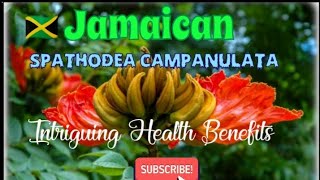 Jamaican Tulip Donkey Peepee  Health Benefits 🇯🇲 jamaica [upl. by Nahtanod464]