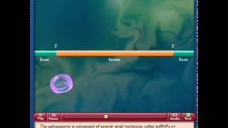 How Spliceosomes Process RNA [upl. by Diba411]