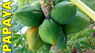 6 Tips How to Grow Papaya Perfectly in the Ground amp Containers [upl. by Hazel]