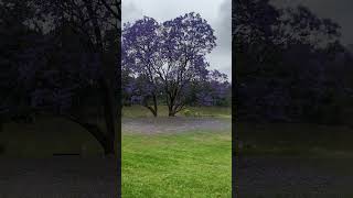 Jacaranda tree in full bloom [upl. by Saeger201]