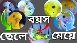 বাজরিগার পাখির ছেলে মেয়ে ও বয়স চেনার উপায়। [upl. by Tabb]