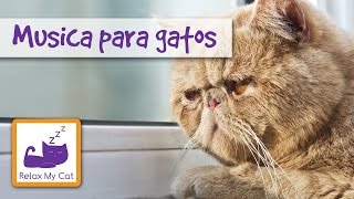 Música para gatos  para relajar gatos estresados para ayudarte a asear a tu gato MUSIC FOR CATS [upl. by Leupold840]