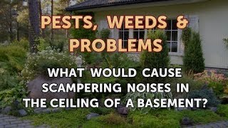 What Would Cause Scampering Noises in the Ceiling of a Basement [upl. by O'Mahony]