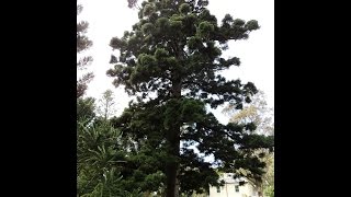 Plant ID Hoop Pine Araucaria cunninghamii [upl. by Iggy]