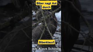 Biber nagt einen Ast durch wildtiere tiere Nagetiere Biber Bäume [upl. by Alphonsine]