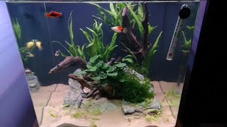 Low cost Aqua Nano 40 Aquascaping for beginners Low Tech planted aquarium No ferts No C02 [upl. by Ayotak]