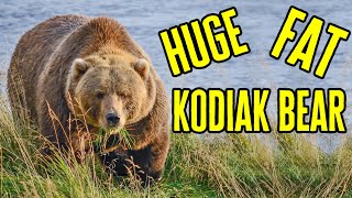 Fat Bear Giant Bear Huge Kodiak Brown Bear – Alaska Bears [upl. by Znerol]