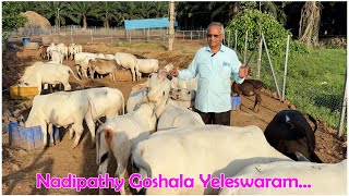 Exploring Nadipathy goshala  Worlds shortest cows breed miniature nadipathygoshala yotube yt [upl. by Ylrebnik564]