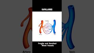 CAPILLARIES capillariescapillary  WHAT ARE CAPILLARIES shortsviraltrending [upl. by Aikel645]