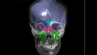 Human skull with brain endocast paranasal sinuses tympanic sinus [upl. by Domel15]