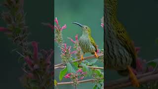 Streaked Spiderhunter [upl. by Akerboom]