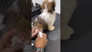 Shihtzu Puppy grooming  Snobbys first grooming part 2 shihtzu puppy grooming petgrooming [upl. by Lisetta]