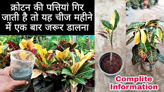 क्रोटन में यह चीज डालने से सुख रहा पौधा वी हराभरा हो जायेगा  Croton Plant Care  All About Croton [upl. by Llertrac792]