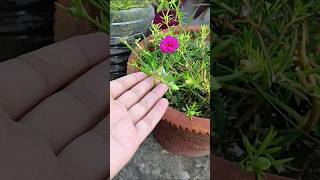 Grafting easy effective process🌸 portulaca mossrose grafting variety of colors [upl. by Aehtorod]