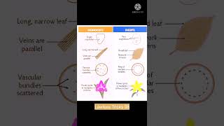 Difference between monocotyledons and dicotyledons pharmacognosy monocots and dicots [upl. by Annodahs]