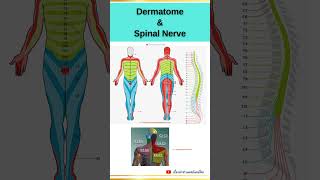 Dermatome and Spinal Nerve EP3 dermatome spinalnerve anatomy orthopedics เส้นประสาทไขสันหลัง [upl. by Zennas481]