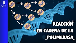 ¿Cuál es el FUNDAMENTO de la PCR Reacción en cadena de la polimerasa explicada [upl. by Leikeze]