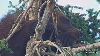 128’s cub teething Aug 3 2024 Exploreorg Brooks falls [upl. by Knight]