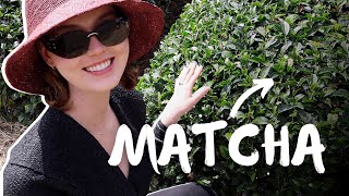 What makes Matcha special I traveled to Japan to find out [upl. by Corabel]